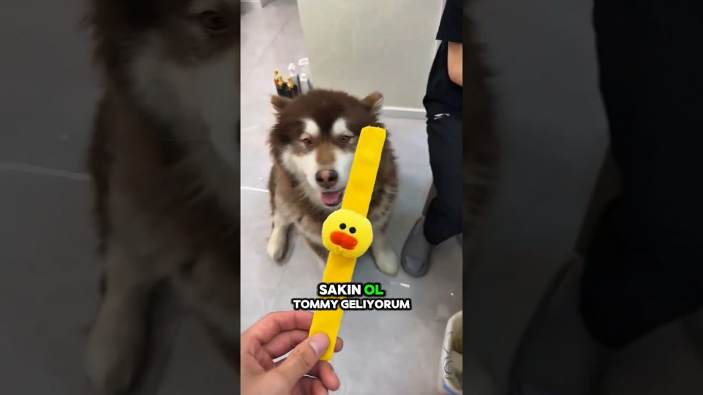 Leo’nun Saat Dağıtma Günü 😂 | Herkesin Favorisi Farklı!#shorts