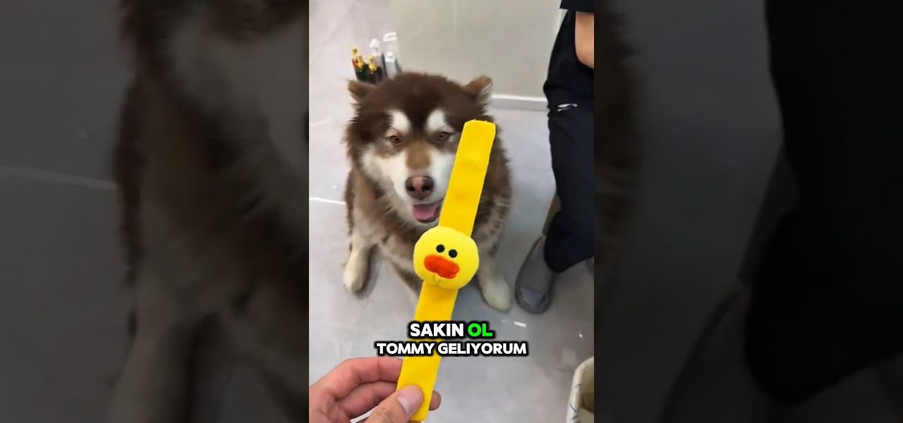 Leo’nun Saat Dağıtma Günü 😂 | Herkesin Favorisi Farklı!#shorts