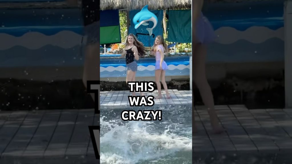 we didn’t plan that 🐬#shorts #dolphins  #tiktok