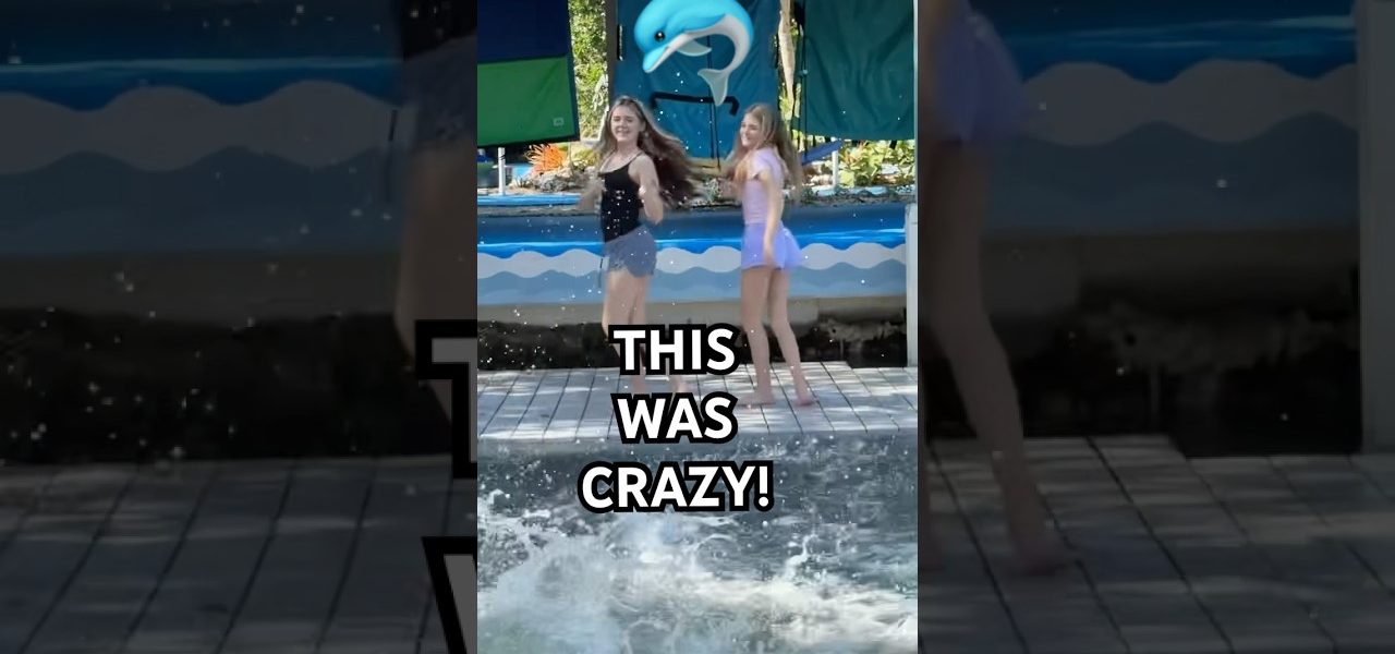 we didn’t plan that 🐬#shorts #dolphins  #tiktok